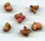 Euonymus europaeus