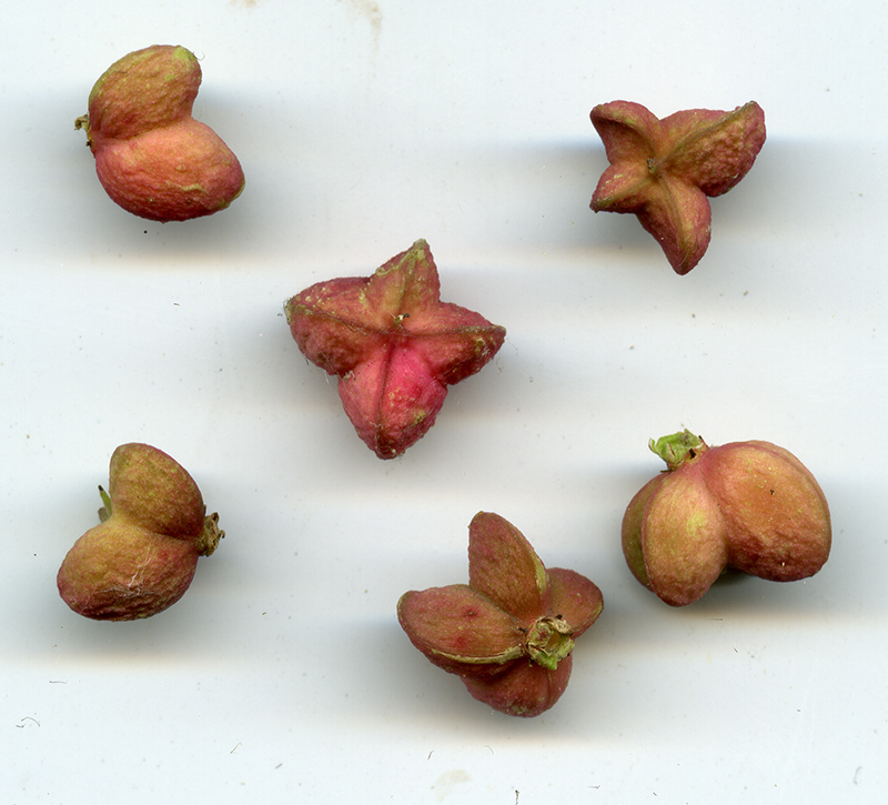 Image of Euonymus europaeus specimen.