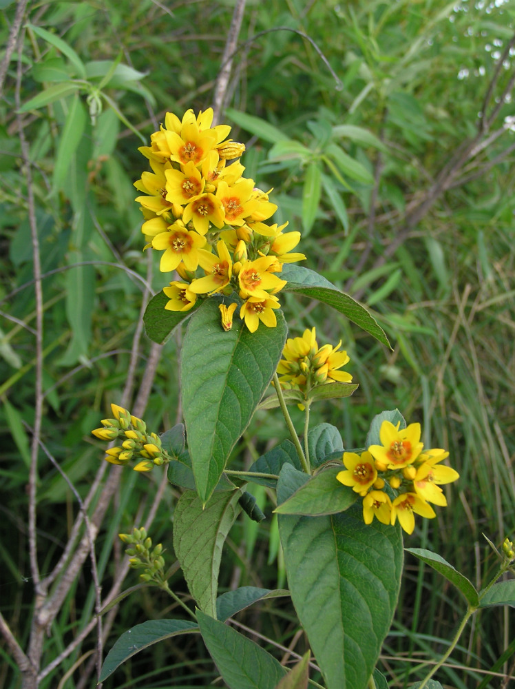 Изображение особи Lysimachia vulgaris.