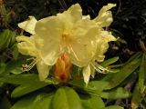 Rhododendron aureum. Цветки. Хабаровский край, Ванинский р-н, перевал Шумный. 10.06.2005.