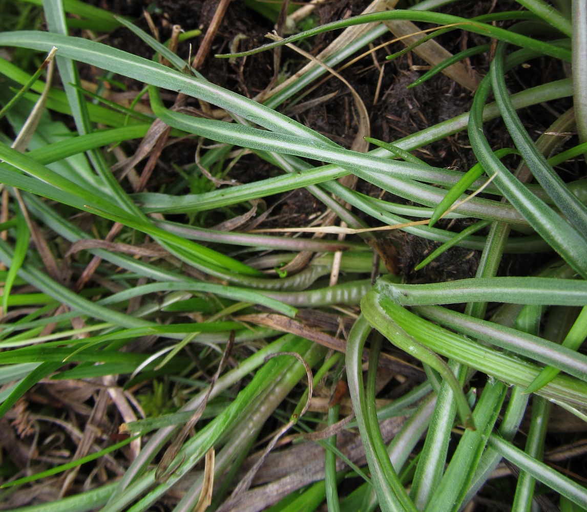 Image of Scorzonera humilis specimen.