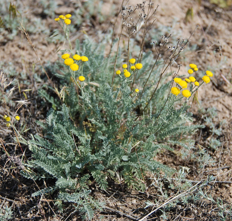 Изображение особи Tanacetum achilleifolium.