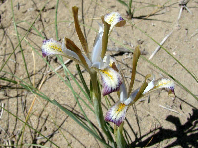 Image of Iris longiscapa specimen.