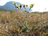 Potentilla semilaciniosa. Цветущее растение. Южный берег Крыма, пос. Гурзуф, ур. Мёртвая долина. 27.05.2012.