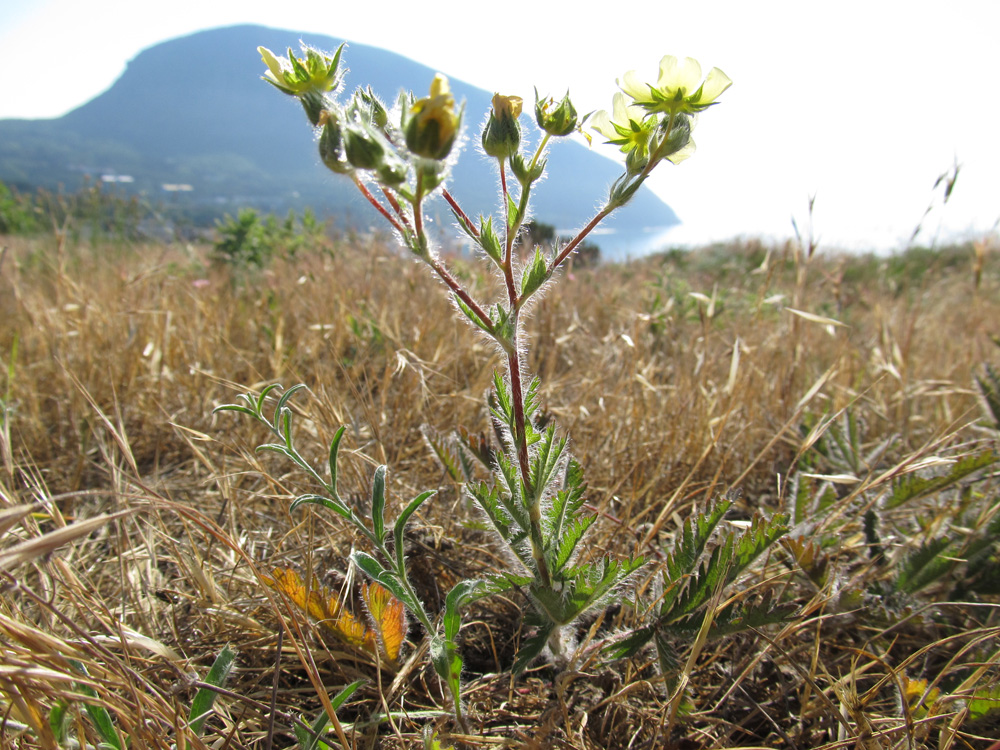 Image of Potentilla semilaciniosa specimen.