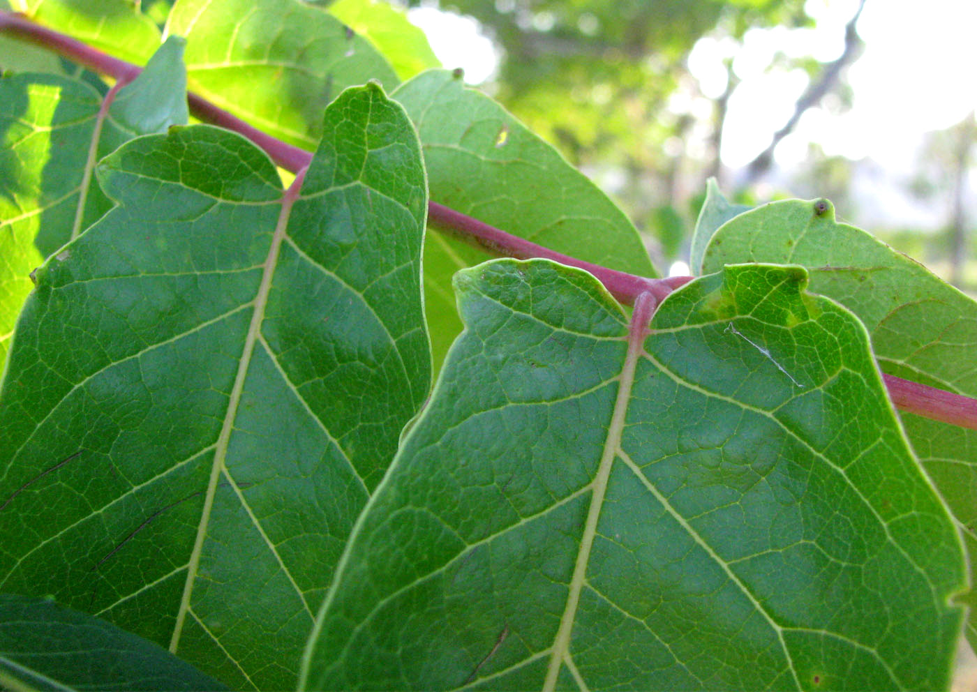 Изображение особи Ailanthus altissima.