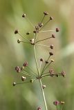 Alisma plantago-aquatica