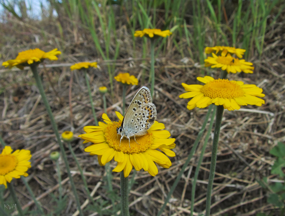 Image of Anthemis tinctoria specimen.