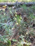 genus Helianthemum. Плодоносящие растения. Крым, окр. г. Ялта, хр. Иограф. 23 июня 2012 г.