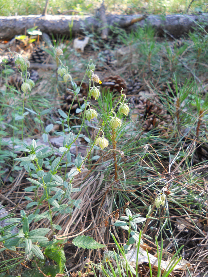 Image of genus Helianthemum specimen.