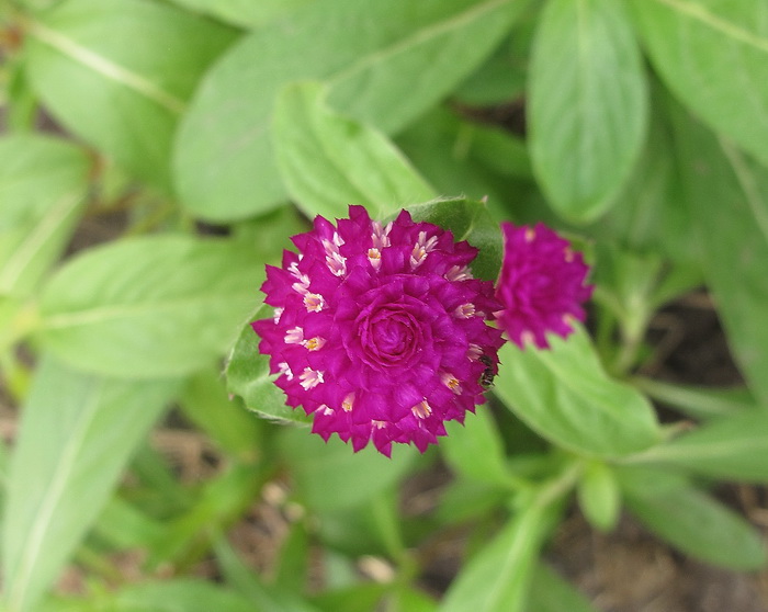 Изображение особи Gomphrena globosa.