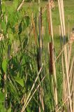 Typha angustifolia. Соцветия. Московская обл., Коломенский р-н, с. Пестриково, карстовая воронка на склоне террасы р. Оки. 01.07.2012.