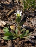 Holosteum umbellatum