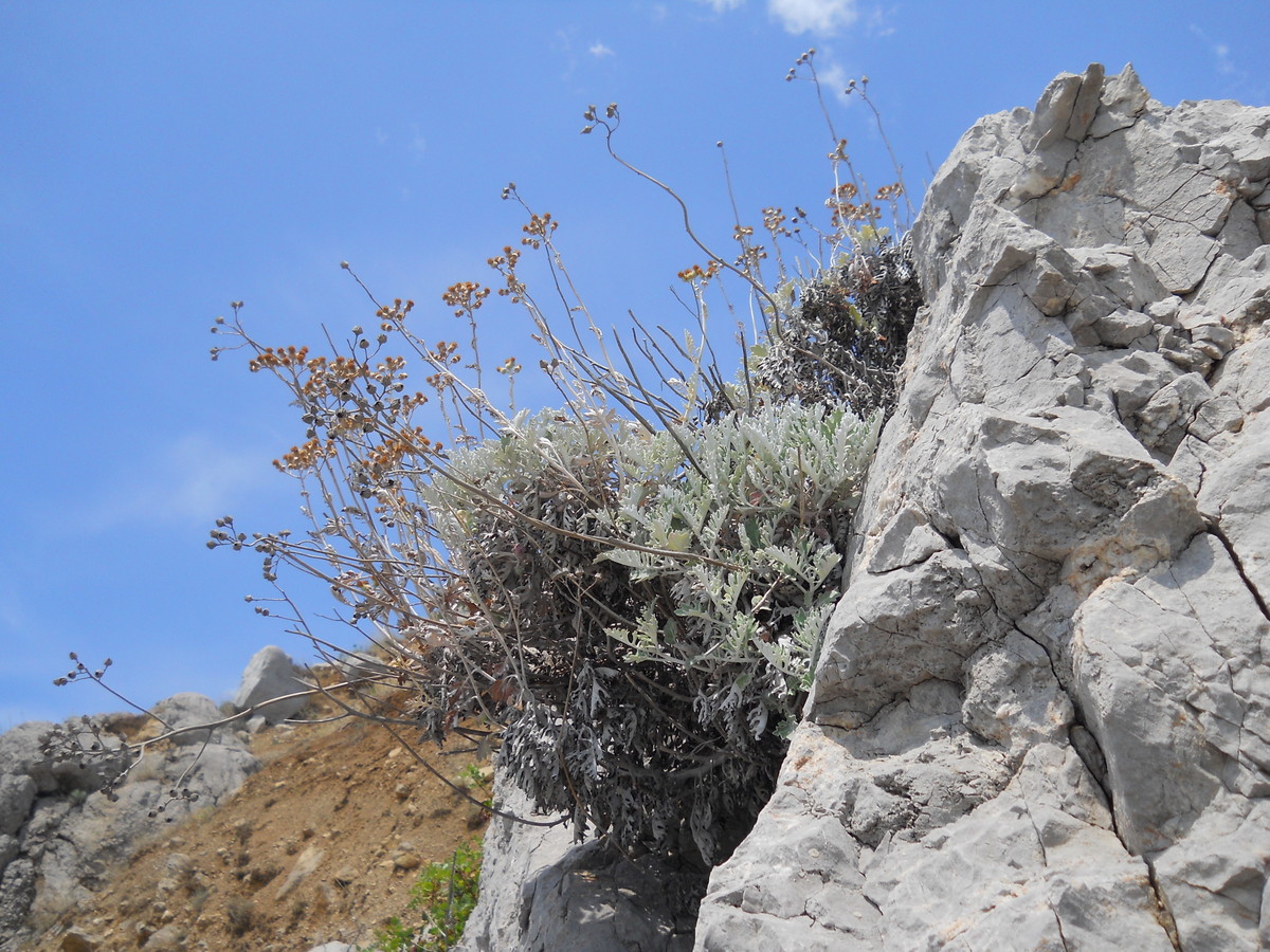 Image of Senecio cineraria specimen.