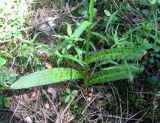 Dactylorhiza fuchsii. Основание побега. Ленинградская обл., окр. пос. Комарово, природный заказник Щучье озеро. 7 июля 2012 г.