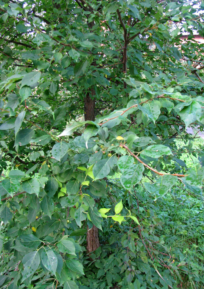 Image of Malus baccata specimen.