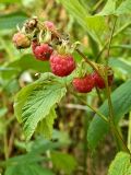 Rubus idaeus