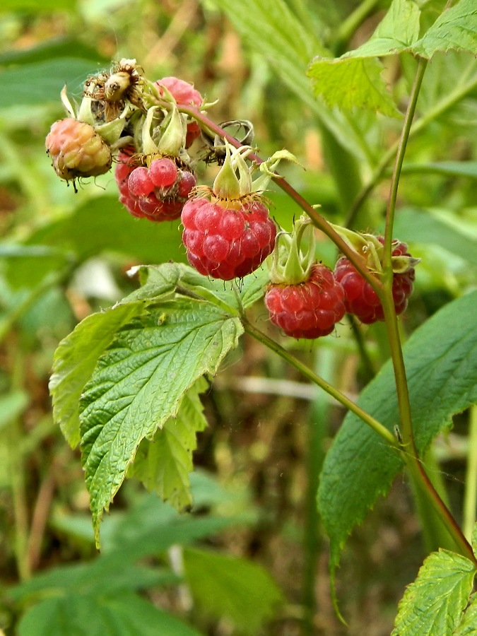 Изображение особи Rubus idaeus.