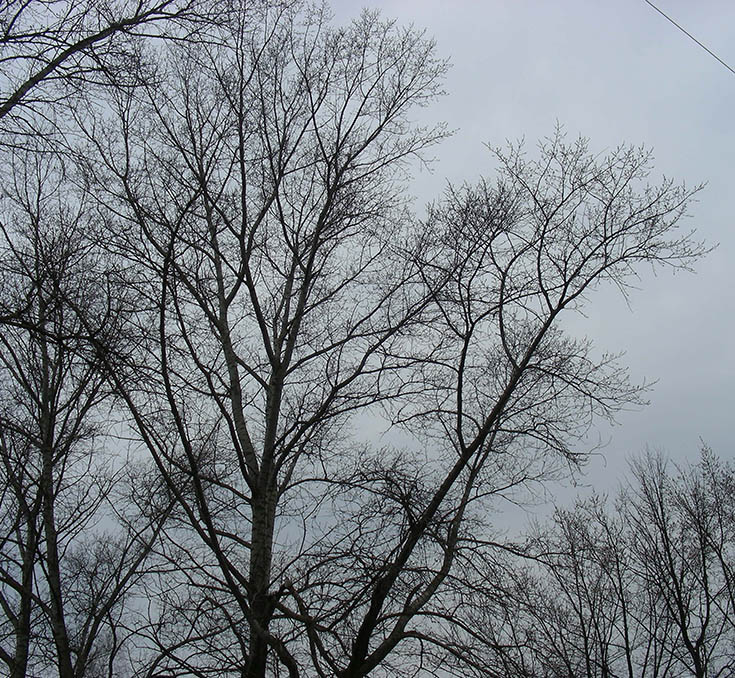 Image of Populus balsamifera specimen.