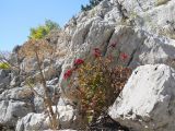 Paeonia daurica. Плодоносящие растения на скале; слева - сухой Heracleum. Крым, Ялтинская яйла. 8 сентября 2012 г.
