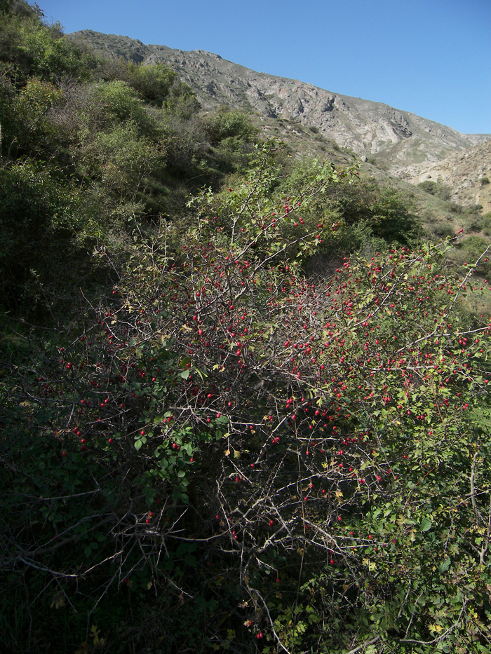 Изображение особи Crataegus pseudoheterophylla.