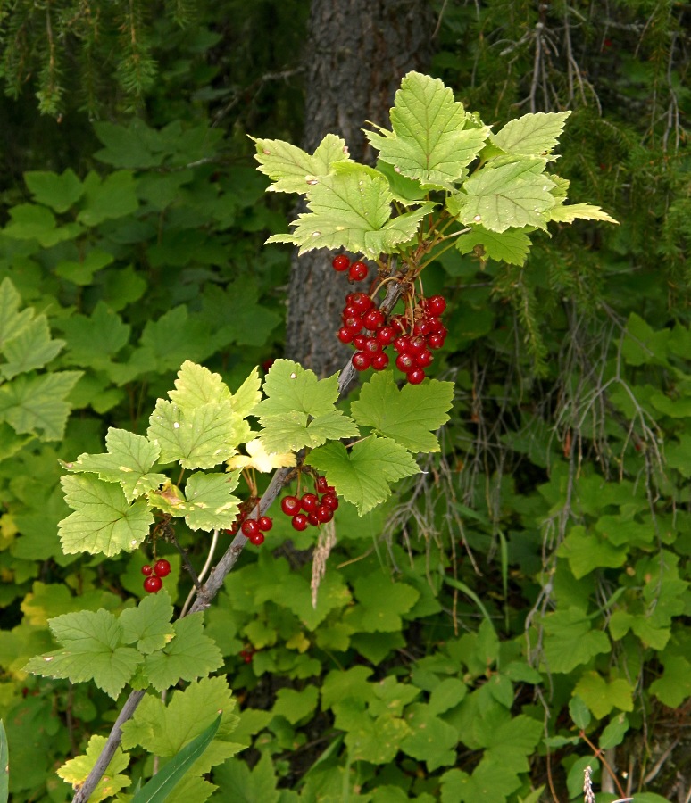 Изображение особи Ribes rubrum.