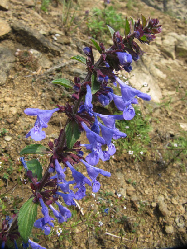 Image of Dracocephalum nutans specimen.