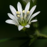 Stellaria nemorum. Цветок. Республика Татарстан, Волжско-Камский заповедник. 18.06.2009.