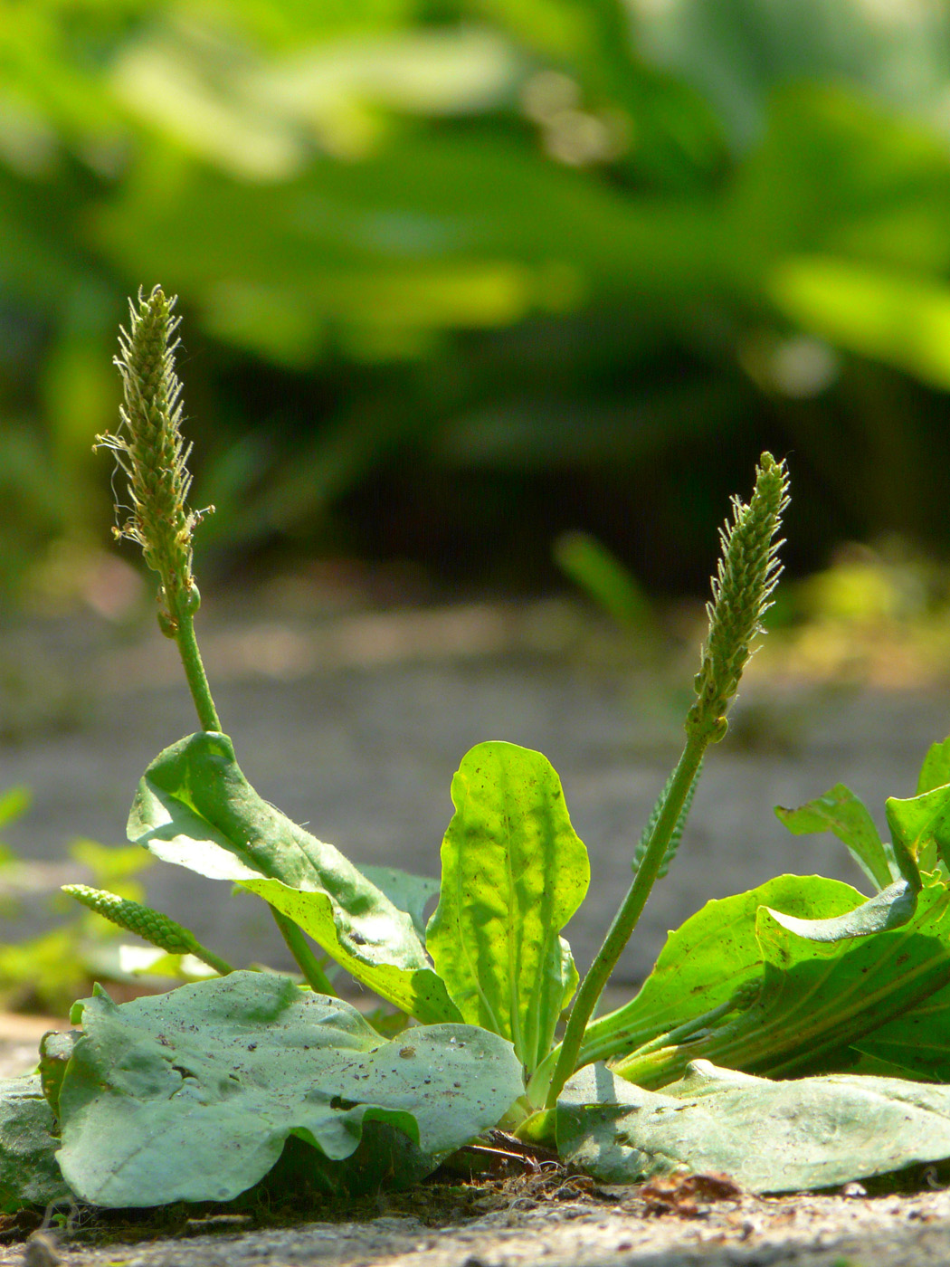 Изображение особи Plantago major.