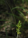 Carex spicata