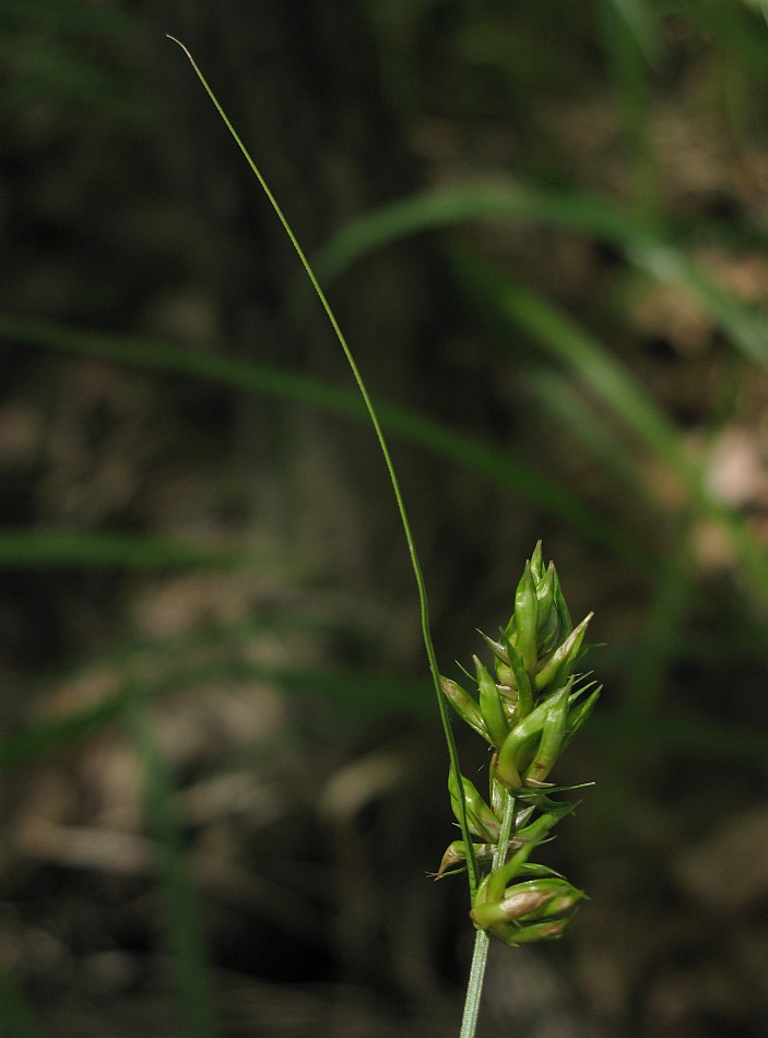 Image of Carex spicata specimen.