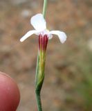 Acantholimon majewianum. Цветок. Туркменистан, хр. Кугитанг. Июнь 2012 г.