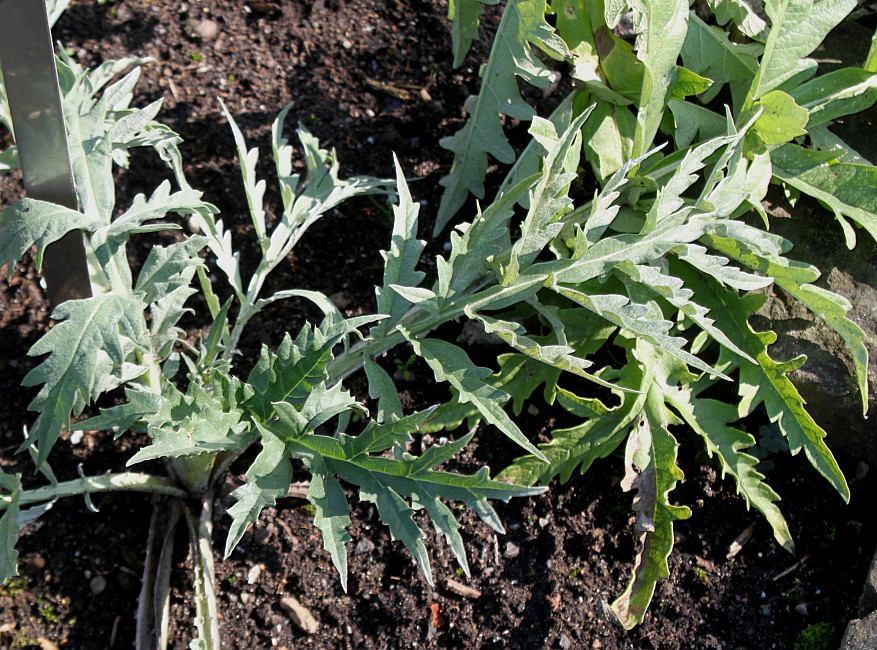 Изображение особи Cynara scolymus.