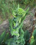 Alfredia cernua