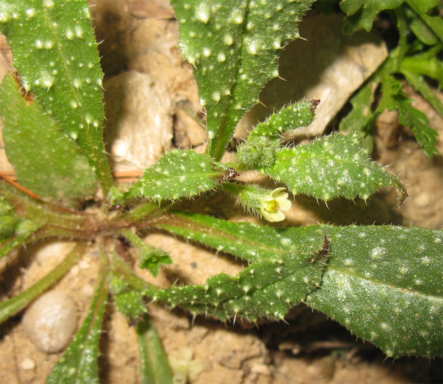 Image of Anchusa aegyptiaca specimen.