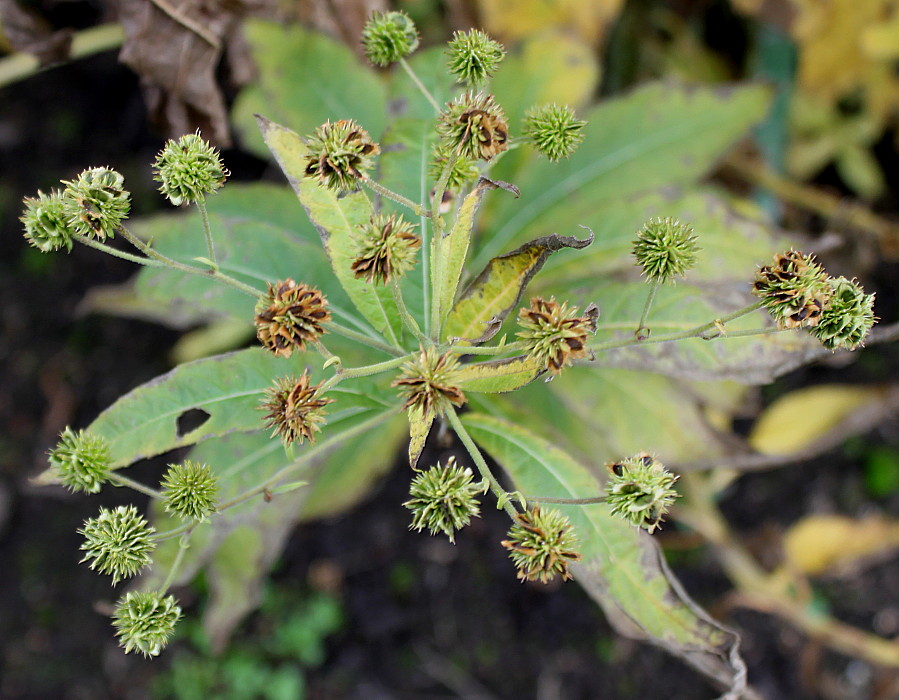 Image of Verbesina alternifolia specimen.