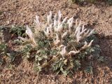 Astragalus projecturus