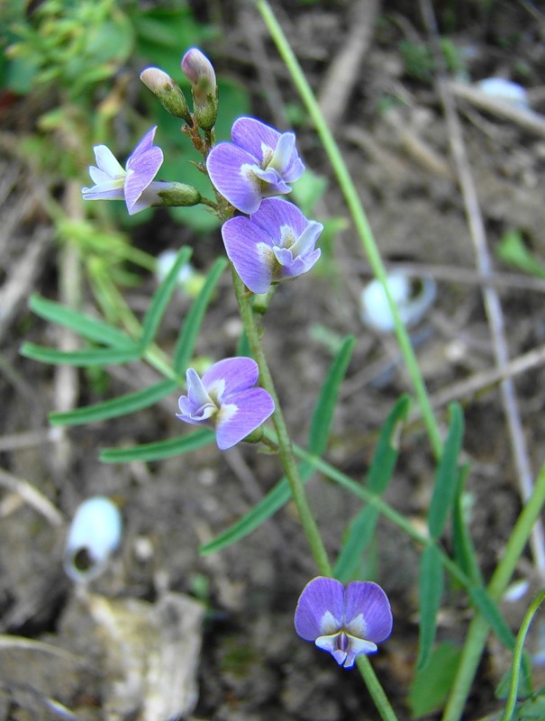 Изображение особи Astragalus austriacus.