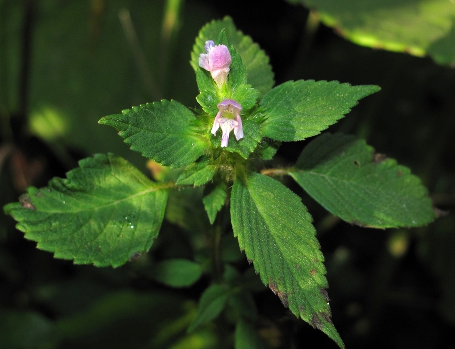 Изображение особи Galeopsis bifida.