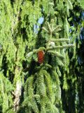 Picea abies