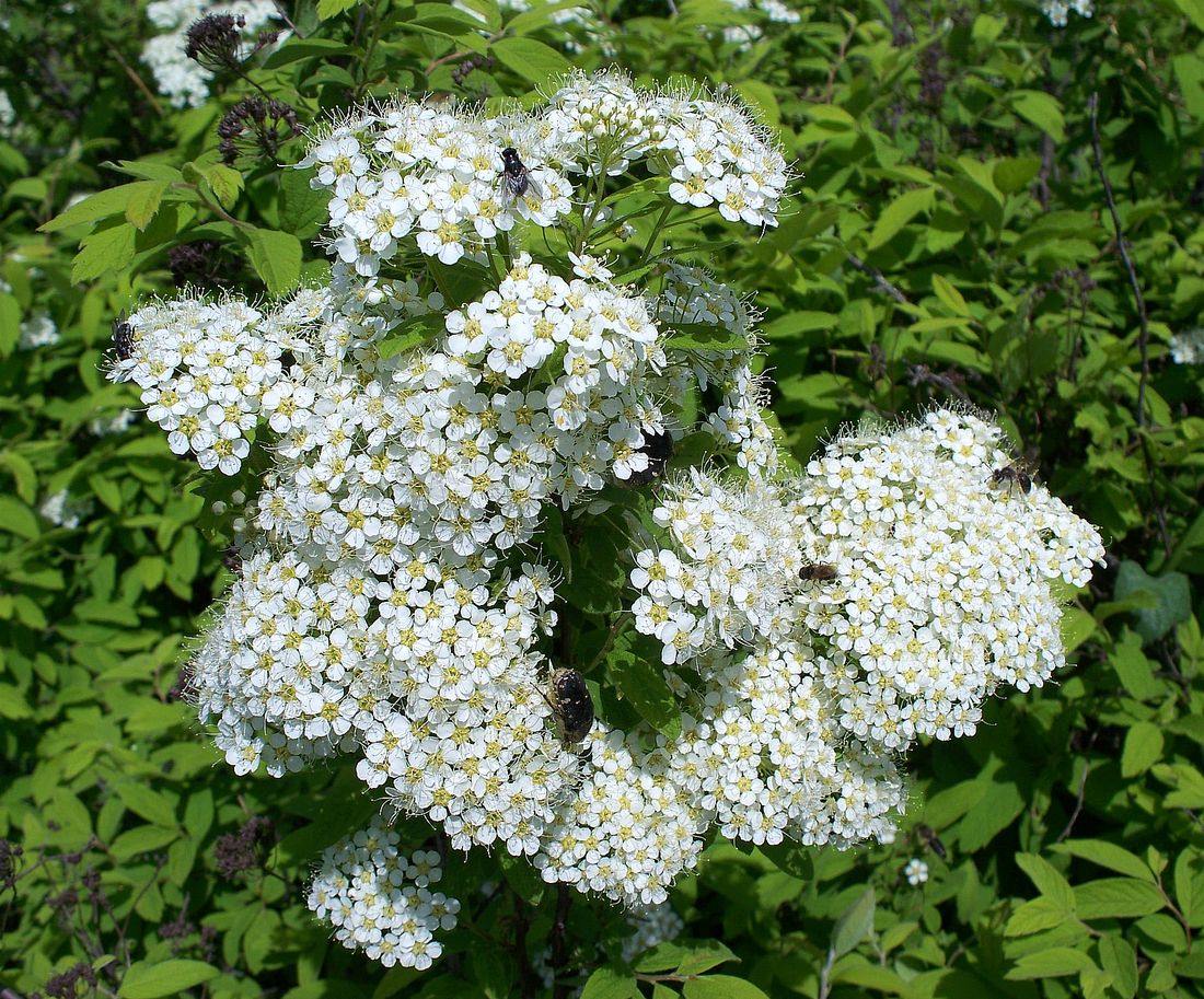 Image of Spiraea sericea specimen.