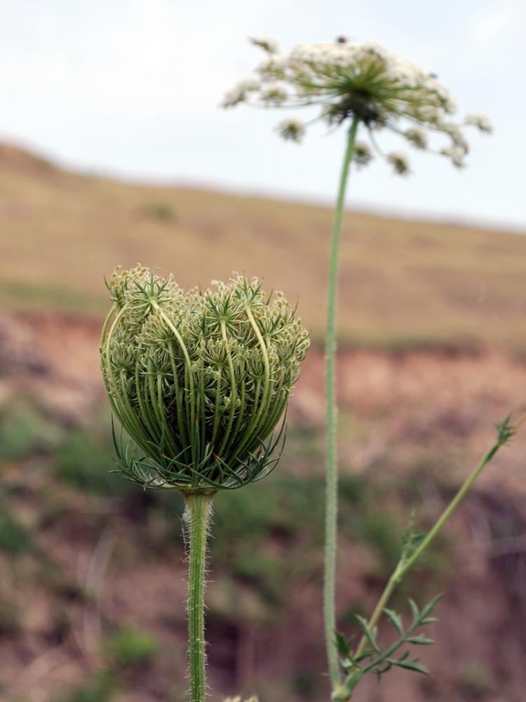 Изображение особи Daucus carota.