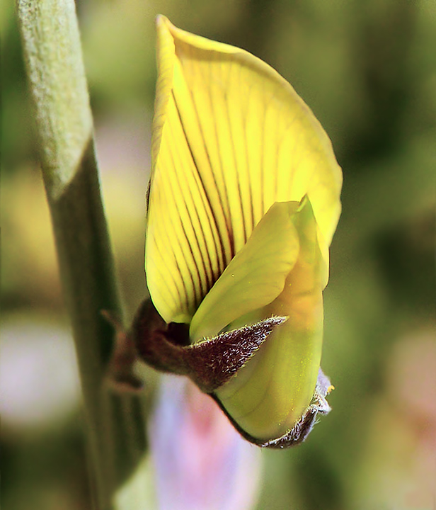 Image of Crotalaria aegyptiaca specimen.