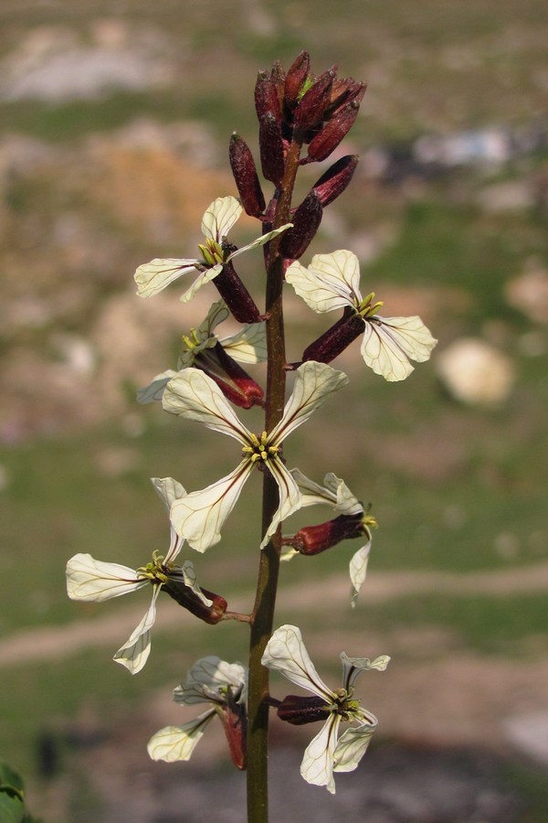 Изображение особи Eruca sativa.