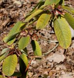 Rhododendron oreodoxa