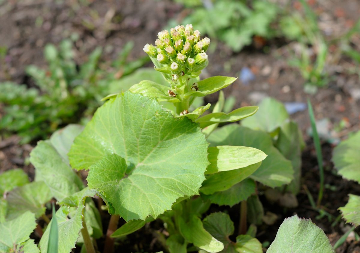 Image of Petasites amplus specimen.