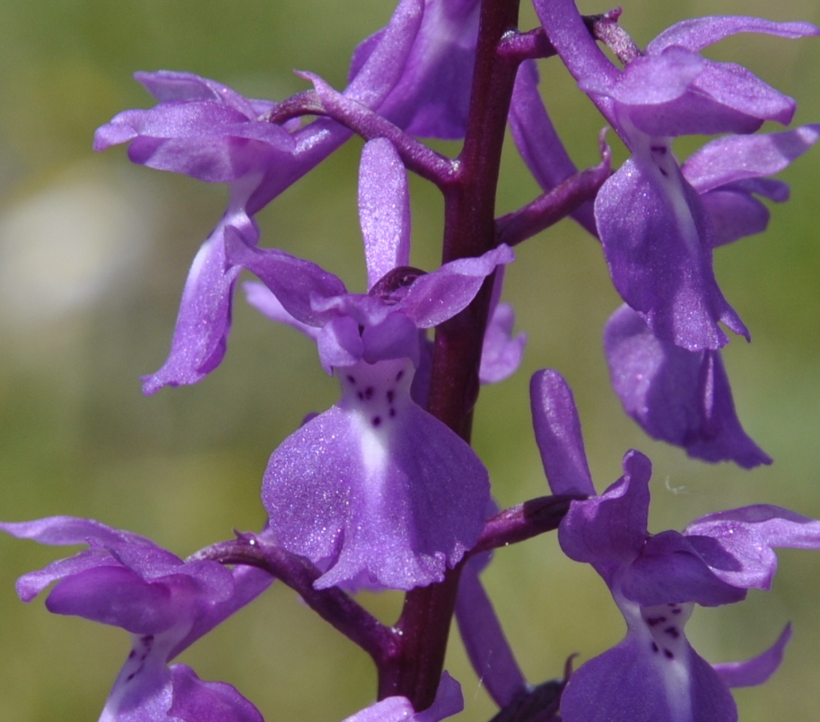 Изображение особи Orchis mascula.