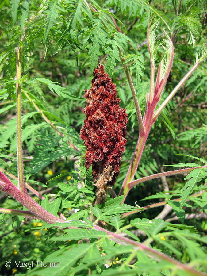 Изображение особи Rhus typhina f. laciniata.