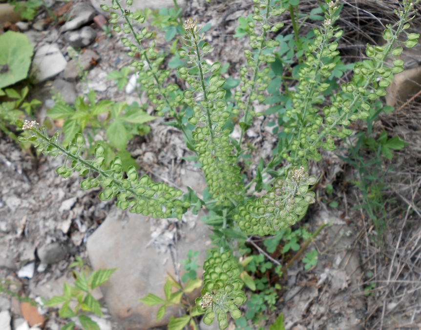 Изображение особи Lepidium campestre.