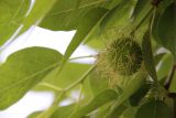 Maclura pomifera. Часть ветви с незрелым соплодием. Крым, Ялта, в культуре. 29 мая 2013 г.
